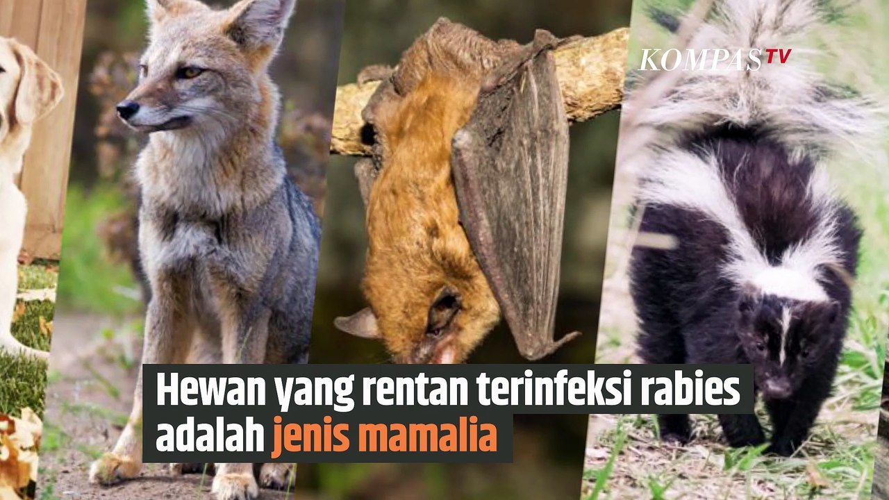 Deretan Hewan yang Rentan Kena Rabies| SINAU