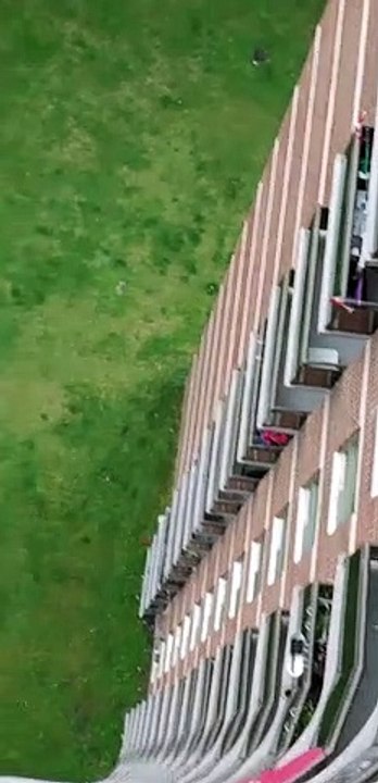 Squirrel Falls From High-Rise Building