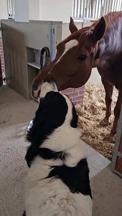 Horse Wants Doggy Kisses
