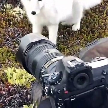 Ce photographe reçoit la visite d'un renard arctique adorable