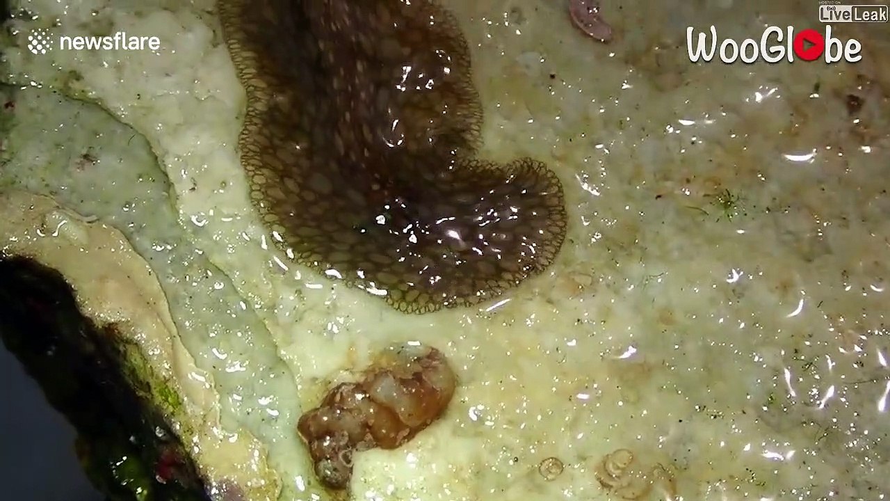 Mais quel est cet animal mystérieux qui rampe sur le sol