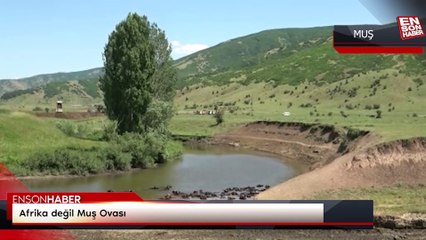 Afrika değil Muş Ovası