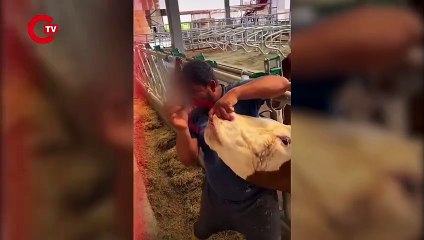 İneğe içki verdiği öne sürülen çiftlik çalışanı tepki çekti; 'Yanlış anlaşıldık' dedi