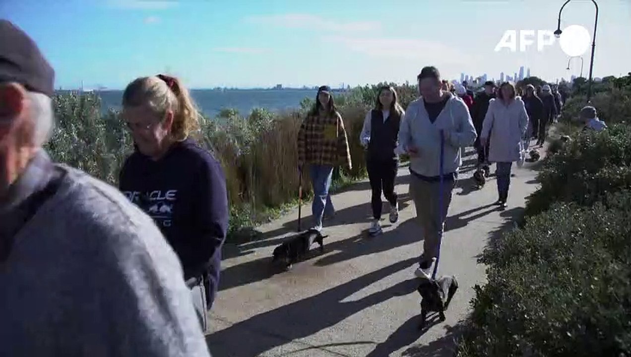 Récord de perros salchicha