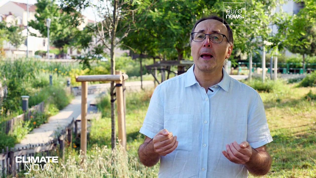 Invasive Ameisen profitieren vom Klimawandel