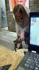 Playful Frenchie Puppy Leaps Into His Owner's Arms