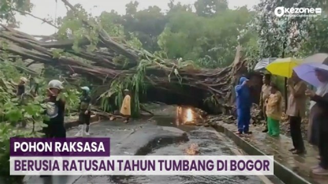 Pohon Berusia Ratusan Tahun Tumbang Akibat Hujan Disertai Angin Kencang di Bogor