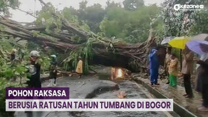 Pohon Berusia Ratusan Tahun Tumbang Akibat Hujan Disertai Angin Kencang di Bogor