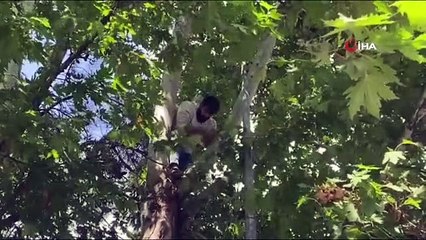 La personne qui a grimpé à l'arbre voulait être menottée et aller à l'hôpital.