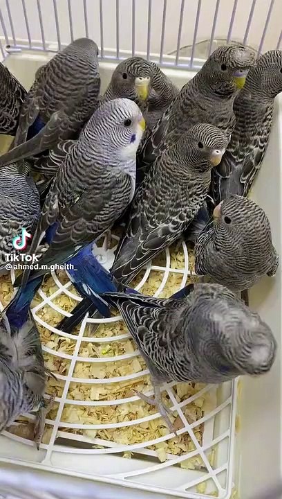 Gray bugies