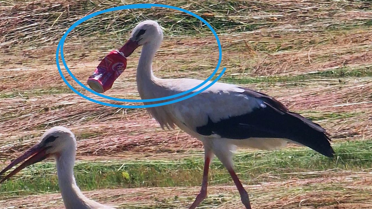 « Elle est en danger » : depuis 7 jours, une cigogne vit avec le bec coincé dans une canette de Coca