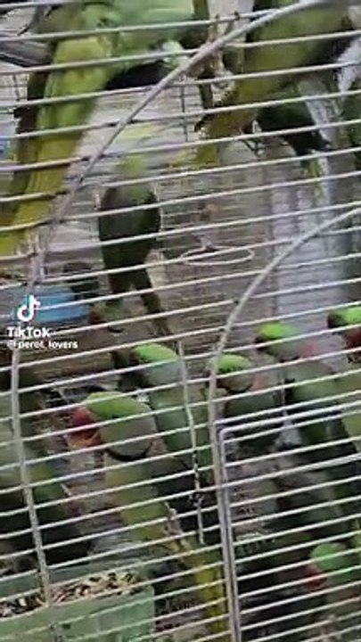 Raw parrots