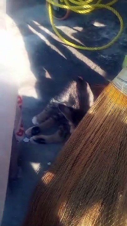 Cat doing fun with bab