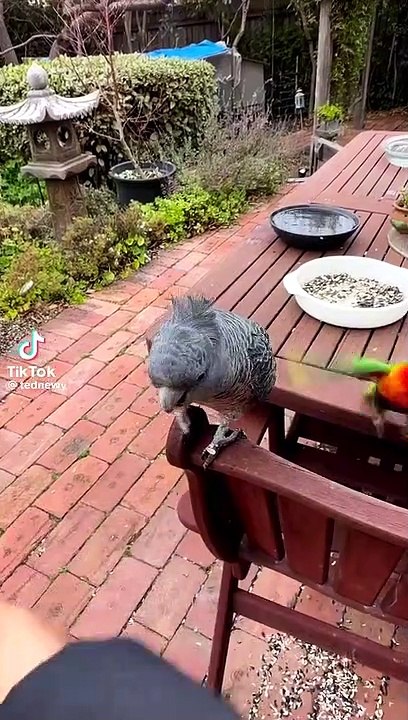 Lorre parrots