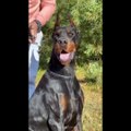Trending Dog Videos | Very Funny Dogs Moments Compilations