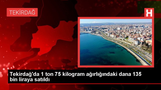 Çorlu'da 1075 kilogramlık dana 135 bin liraya satıldı