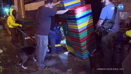 Washington’da farelerle mücadelede köpekler ve kediler iş başında