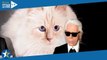 « Je t'aime pour toujours » : l'hommage de Choupette à Karl Lagerfeld pour la fête des pères