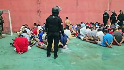 Gallos de pelea y cerdos, el insólito hallazgo en una cárcel de Ecuador