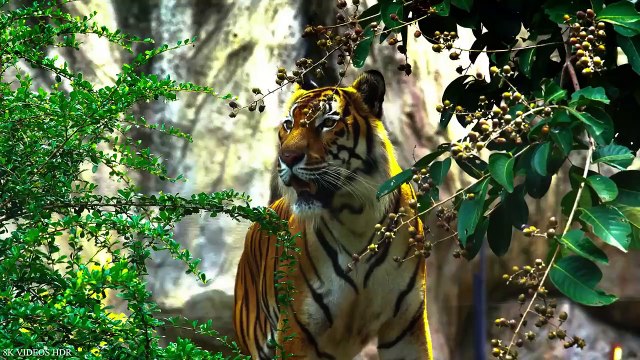 BIG CATS 8K Ultra HD – Tiger, Lion, Cheetah, Leopard, Jaguar, Lynx