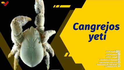 Punto de Encuentro | Cangrejos yeti misteriosos habitantes del fondo del mar