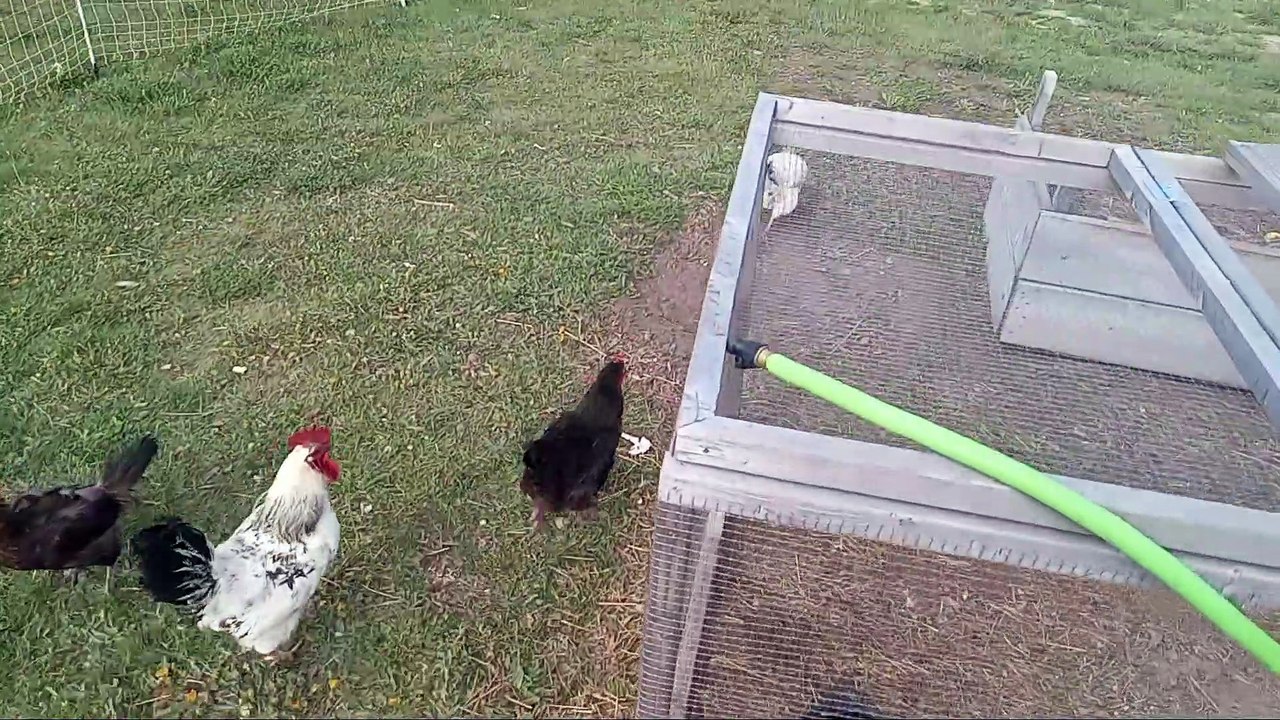 See How Chickens Are Expert Mouse Catchers video Dailymotion