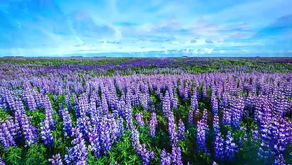 Relaxing Music for Mind and Body, Calming Music, Healing Music, Meditation Music, Spa Music, Yoga