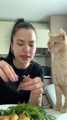 Teasing a Cat Begging For Food