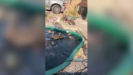 Rescue duckling returns to saviours six months later - to raise 11 chicks