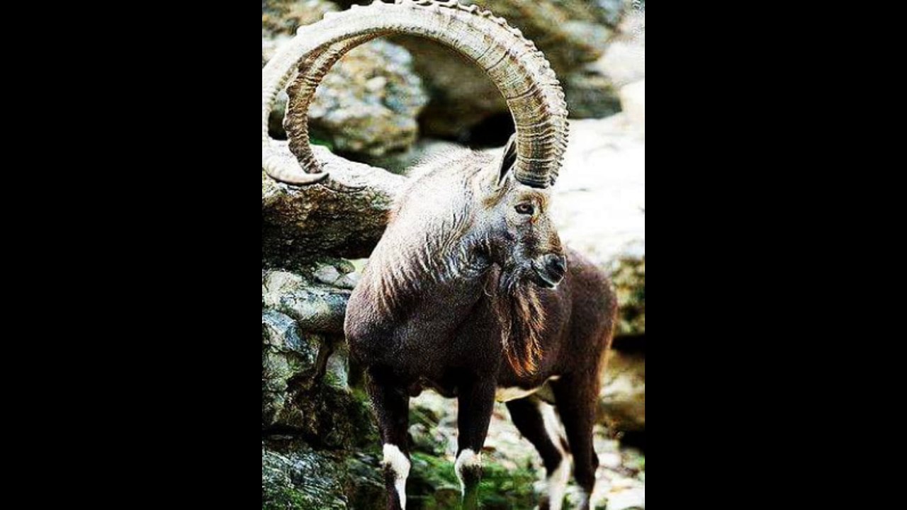 Pakistan national animal Markhor pics video A.s chanal - video Dailymotion