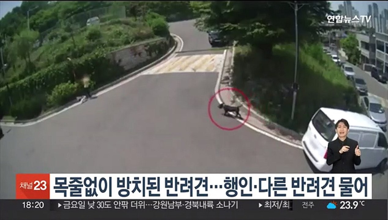 목줄없이 방치된 반려견…행인·다른 반려견 물어