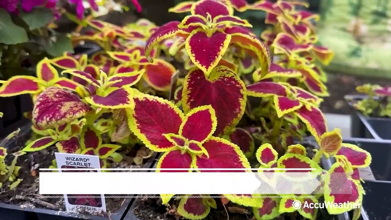 Gardening tips during summer drought