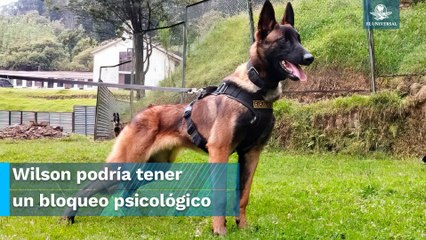 ¿Dónde está Wilson, perrito que rescató a niños en Colombia? Explican por qué es difícil buscarlo