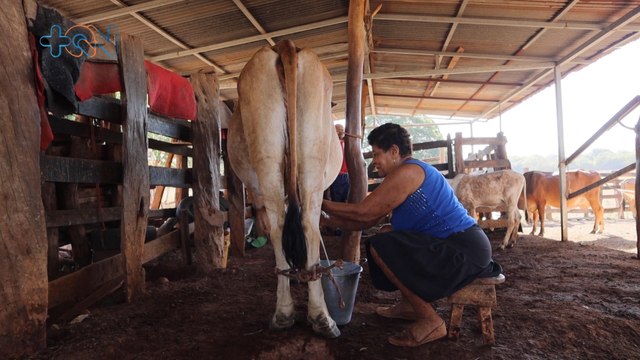 mqn-Guanacasteca de 72 años es la mamá del arte de ordeñar a mano qn-Guanacasteca de 72 años es la mamá del arte de ordeñar a mano-190623