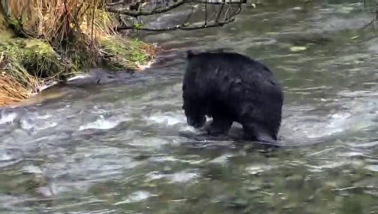 Bear Hunting Fish Close Up