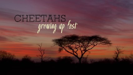 BBC Natural World (2017) Cheetahs: Growing Up Fast (Documentary)