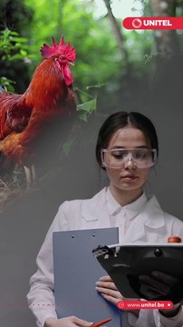 ¿Qué fue primero, el huevo o la gallina? cientificos descifran uno de los acertijos más antiguos del mundo