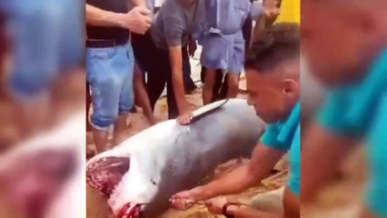 Tiger shark mauls Russian man to death in Egypt