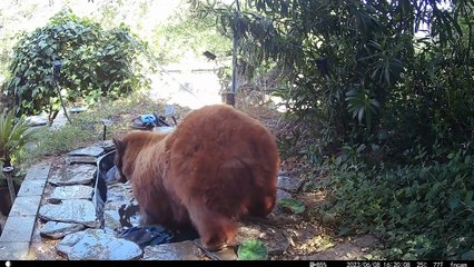 Une famille d'ours noirs se rafraîchit dans un étang d'arrière-cour