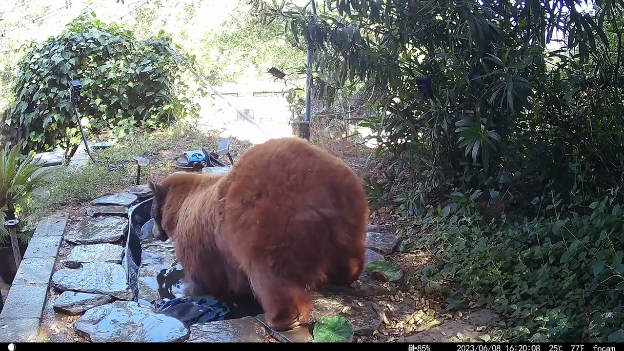 Une famille d'ours noirs se rafraîchit dans un étang d'arrière-cour