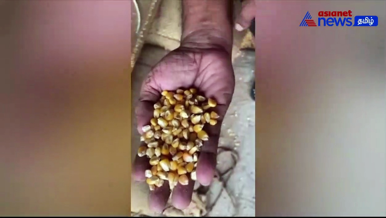 VIDEO | தரமற்ற முறையில் இருப்பு வைத்திருந்த 15000 டன் மக்காசோளம்! ரிலையன்ஸ் குடோனுக்கு சீல் !