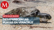 Tortugas sin playas | Especiales Milenio