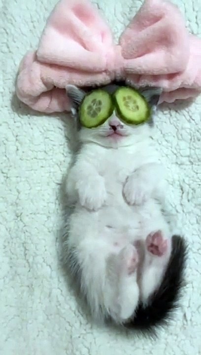 afv funniest videos - funny cat compilation #viral #cat #animals #faww #babycat #shorts