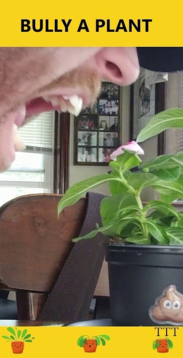 செடிக்கு உணர்ச்சிகள் உண்டா? What happens if we bully a plant continuously? #shorts #TTT #tamil