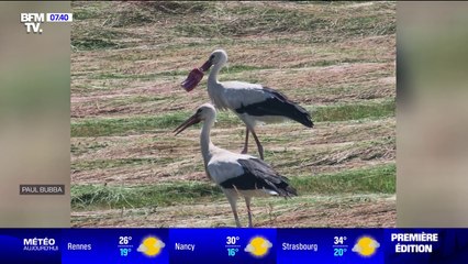 Avec son bec coincé dans une canette de Coca, cette cigogne suscite l'émoi