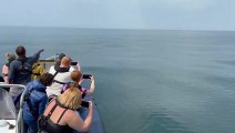 Tenby Boat Trips sight a Minke Whale on way to Lundy