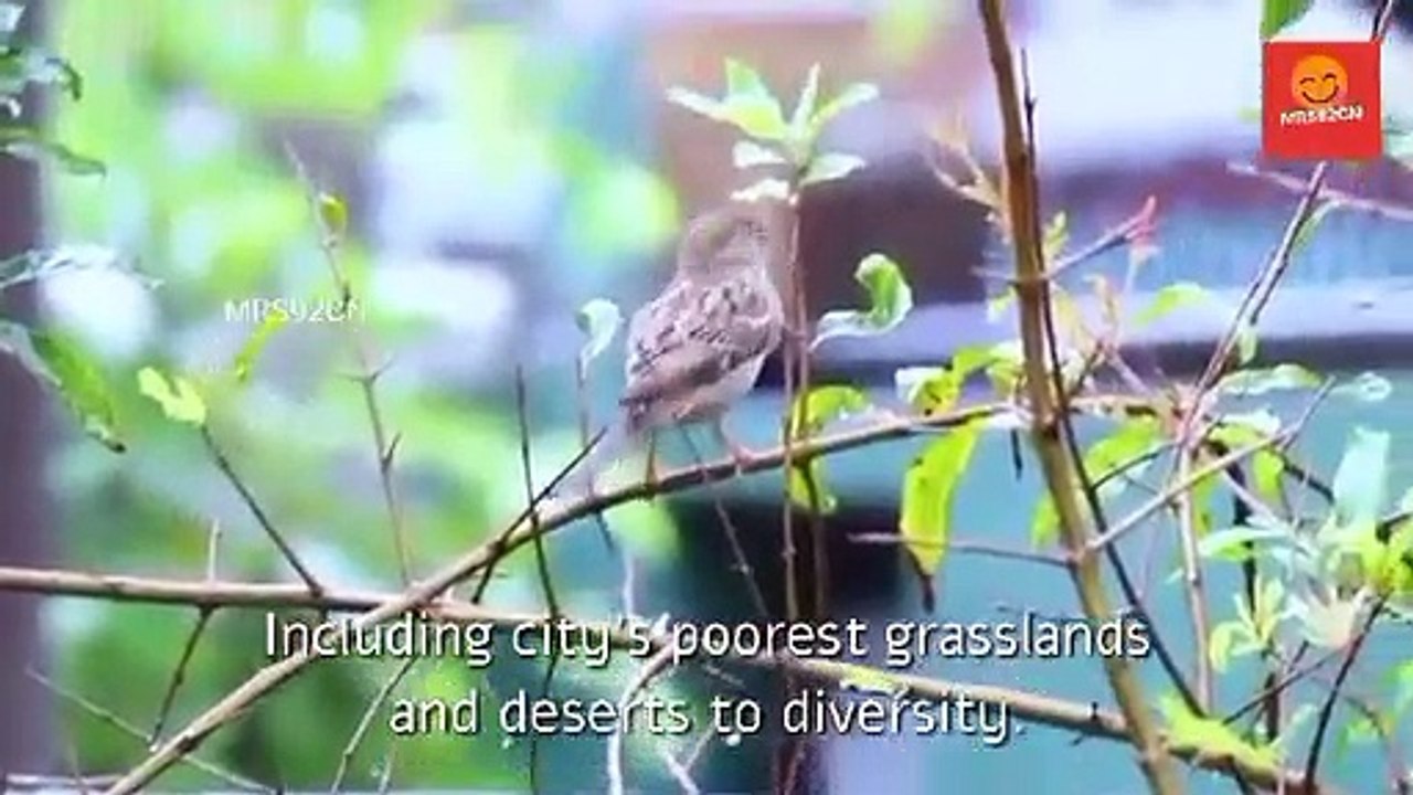 Sparrows are small passerine birds