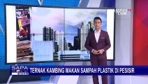 Ternak Kambing Makan Sampah Plastik di Pesisir Pantai Situbondo Jawa Timur