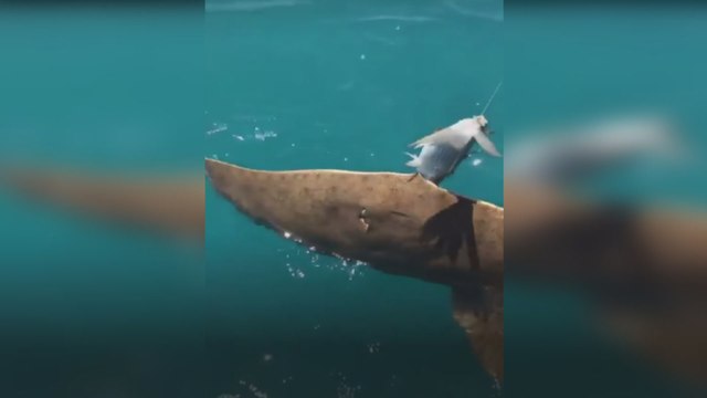 Nesli tükenmekte olan vatoz oltaya takıldı