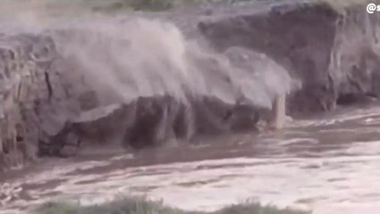 खगड़िया: कोसी नदी का भीषण कटाव हुआ फिर शुरु, देखिए लाइव वीडियो